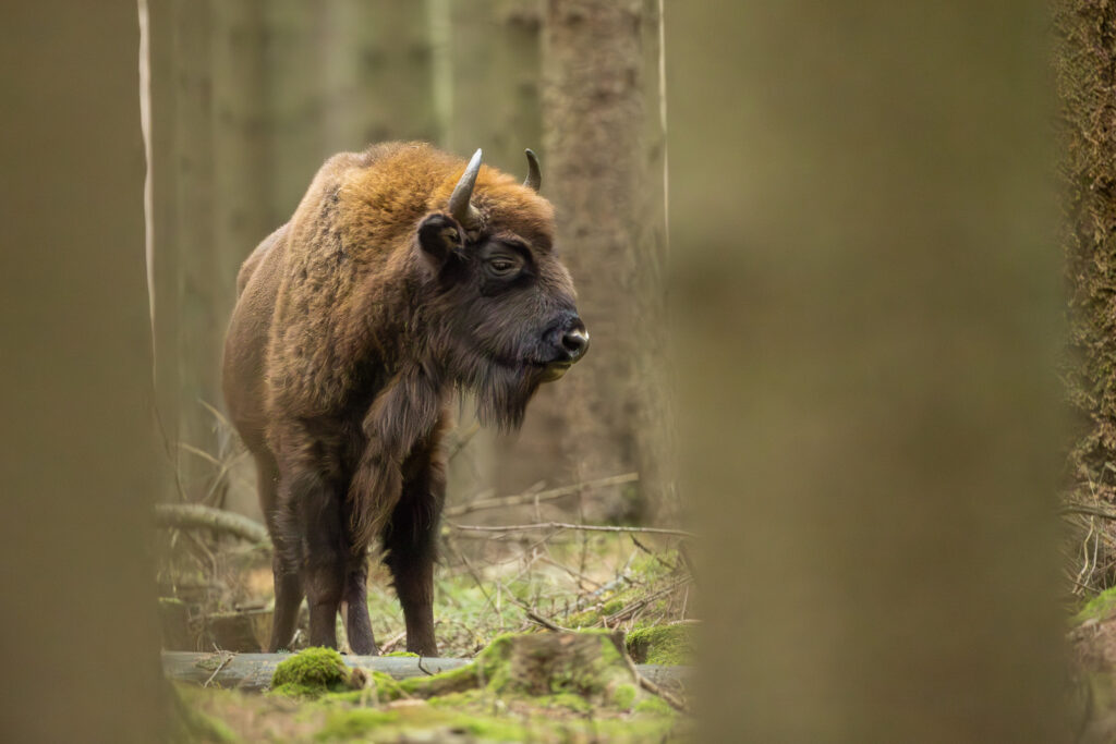 Bornholm-Bison-Almindingen-Forest.jpg