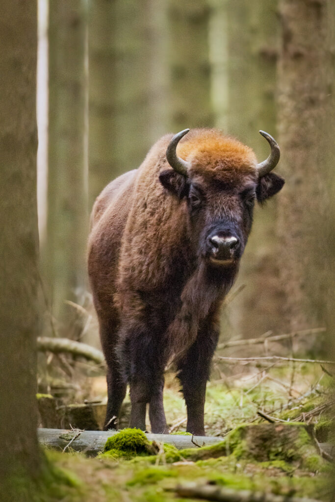 Bornholm-Bison-Almindingen-Forest-2.jpg