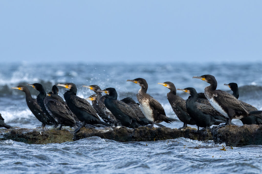 Bornholm-Cormorant-Ocean.jpg