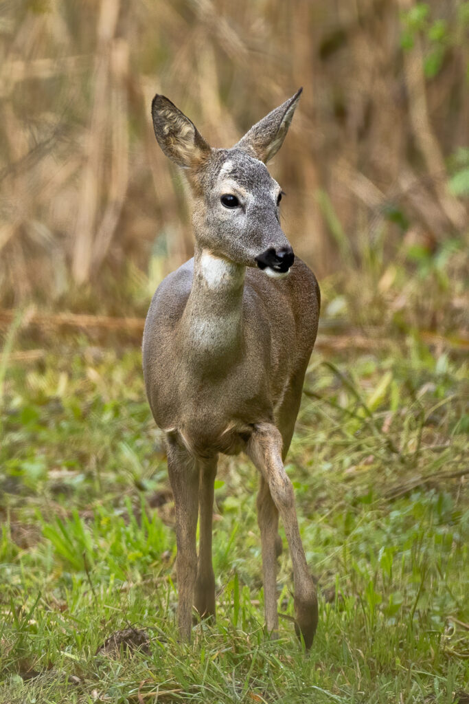 Bornholm-Deer.jpg