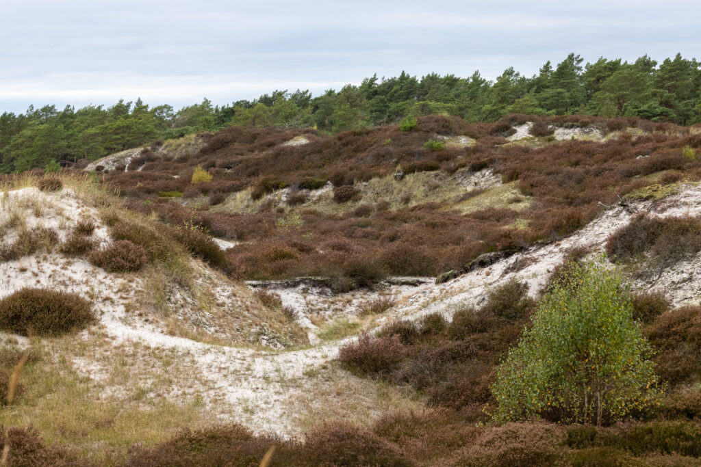 Bornholm-Dueodde-Beach-Dunes.jpg