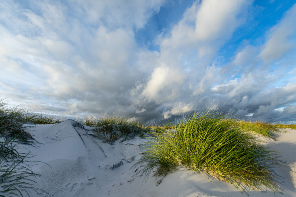 Bornholm-Dueodde-Beach-Dunes-Detail.jpg