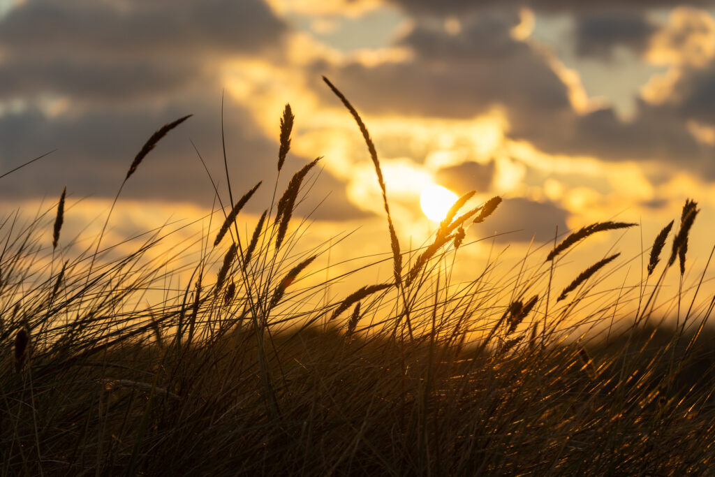 Bornholm-Dunes-Sunset-Grasses.jpg