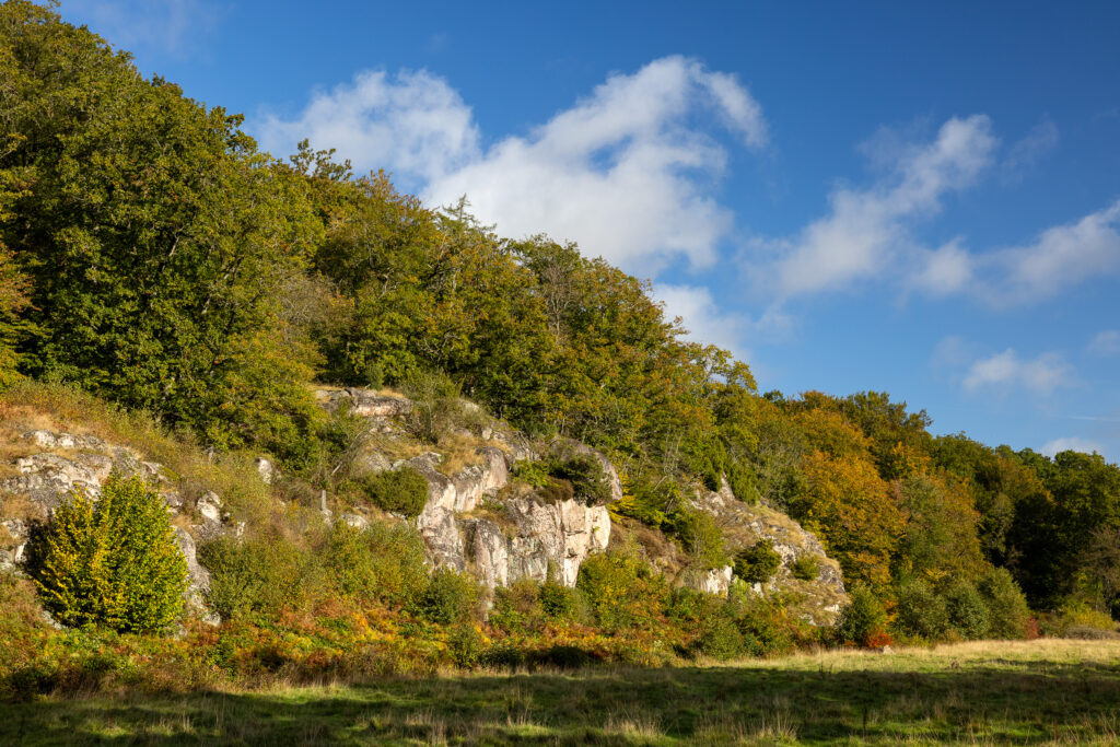 Bornholm-Ekkodalen-Forest.jpg