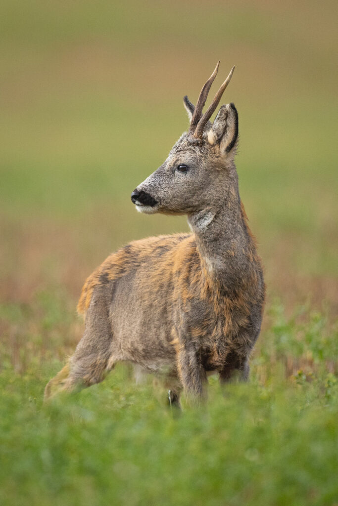 Bornholm-Stag-Deer-Almindingen-Forest.jpg