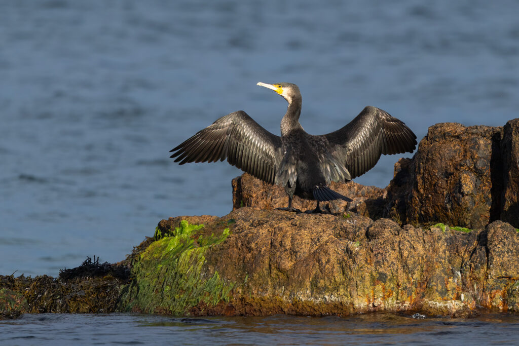 Bornholm=Cormorant-Ocean-Wings-Drying.jpg